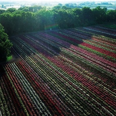 Wholesale Nursery of Top Quality Ornamental Nursery Stock nursery@jcbakker.com - (905) 935-4533 (877) 816-6608