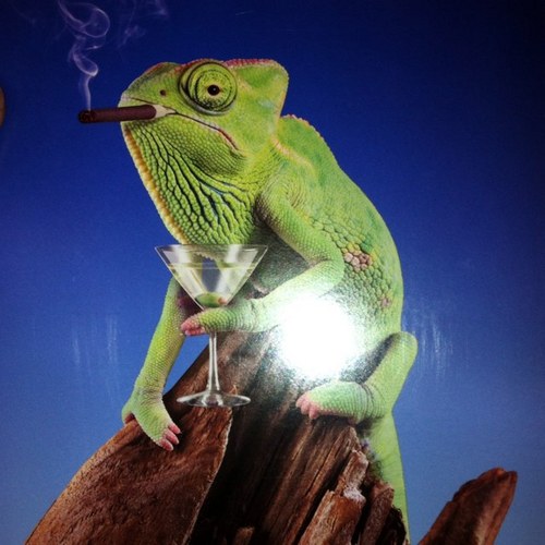 the_king66's profile picture. Actor,director, raconteur, drunk.