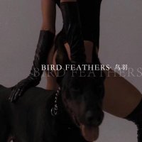 Bird feathers (@birdfeathers_) 's Twitter Profile