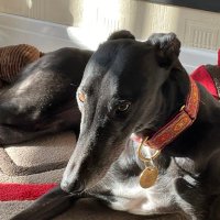 Greyhound Mum(@CazzaDumbles) 's Twitter Profile Photo