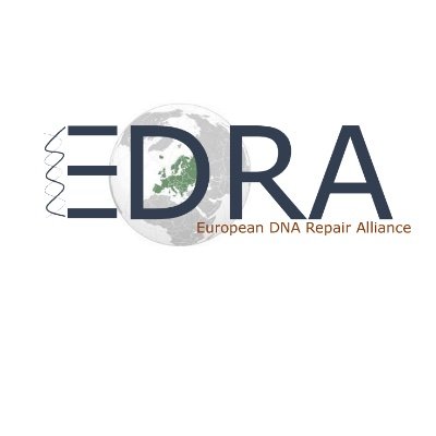 #EDRA organizes a series of webinars on the theme of #DNArepair 💻. We aim to bring the community together to foster exchanges, discussions and collaborations.