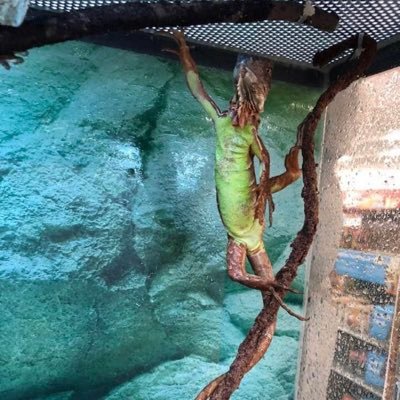 We have a passion for scales and shells . Reptiles are our thing .