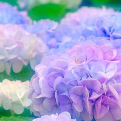 ✾紫陽花✾