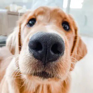 Hello Yams 🍠  We are the Sweet and Smart Golden Retriever Sibz! 
Follow our 2M+ friends! 👇👇