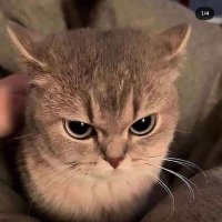 nov (@nrtnass) 's Twitter Profile