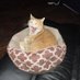 Grant (The Commodity Cat) (@redmonkeygenes) Twitter profile photo Grant (The Commodity Cat) (@redmonkeygenes) Twitter profile photo