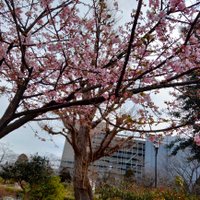 Miko🌞🎤🌝 (@sni8fvoggx8f6z3) 's Twitter Profile