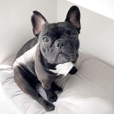 Frenchbulldog