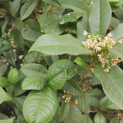 fookshine's profile picture. Save Lives do it now!