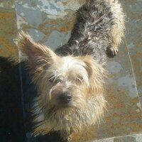 nachomallo (@nachomallo) 's Twitter Profile