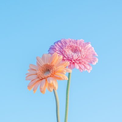 花と景色。淡色に染まった日常を。 写真利用やご依頼はDMまでお願いします✉ ͗ ͗| fujifilm x-t4📷