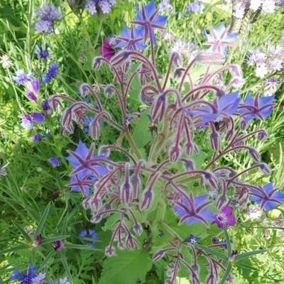 mes doudous , mon jardin . profitez de chaque jour sans penser à  demain