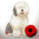 DarwinTheFluff's profile picture. I like playing, eating and sleeping. Mostly sleeping.