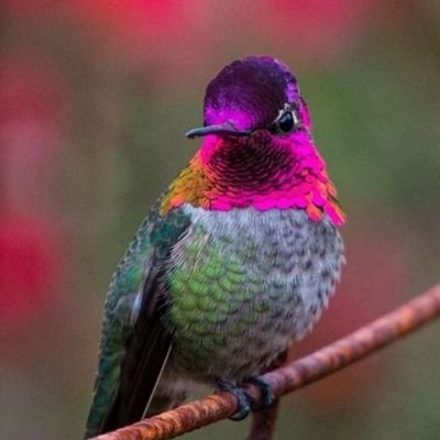 Hummingbirdlo14 Profile Picture