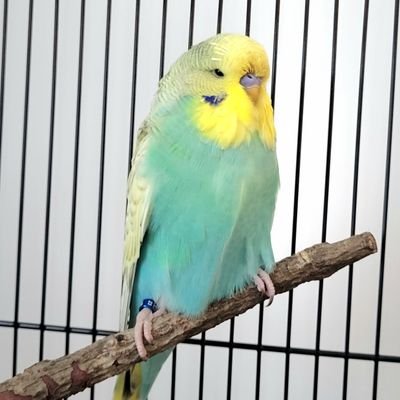 sticks_n_string's profile picture. Mum to two amazing children and a budgie.  My children are my life, sticks and string are my sanity.