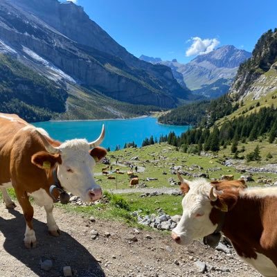 snowdrop12's profile picture. 