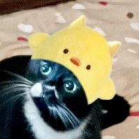 にゃお🐾の日常🐈🍤 (@nao_life_0309) Twitter profile photo