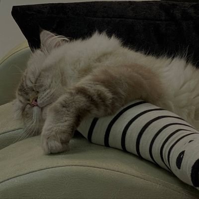 swiftydream13's profile picture. 