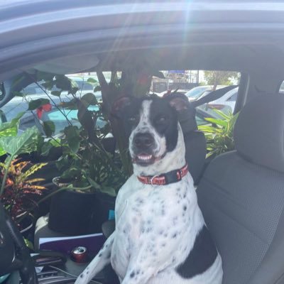 BrewRipperMaui's profile picture. 