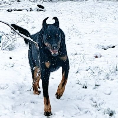 Beaucerons, loved and adored by their mum and dad, Roro=good boy, big boy, proud dog. Tseetsee=naughty and nice all in 1. Occasional appearance of Mob boss Mon