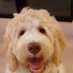 Bearnews (@bearnews7) Twitter profile photo Bearnews (@bearnews7) Twitter profile photo