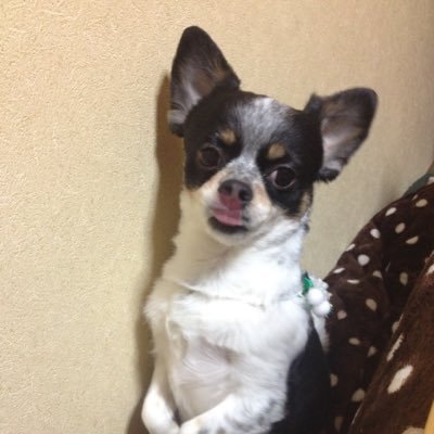 AVxgf9's profile picture. 