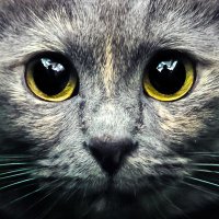 Mustafa Osama (@_delynx) 's Twitter Profile