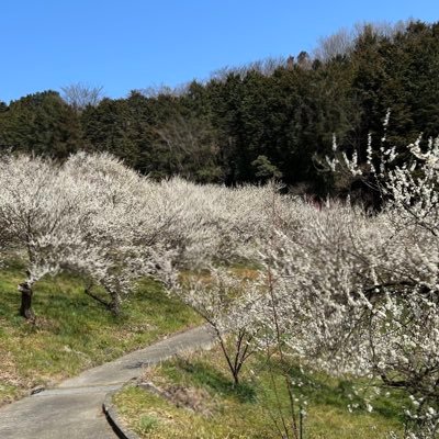 yamacurryyasan's profile picture. 
