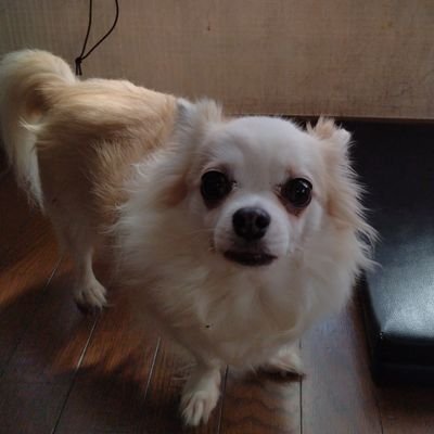 Virago250LOVE's profile picture. SHOW-GOさん抄語さん4thGAS大好き🩷　R5 5/1.2.12 　6/6　11/5　R6 7/6　8/4　9/7　10/13.26.27　R7 1/1 5/21 8/11  10/19 11/1 .22 🍀  YAMAHAVirago250乗ってます🏍