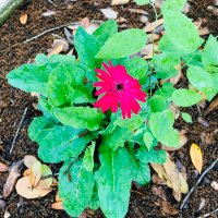 MKP (@miyoshiky) 's Twitter Profile