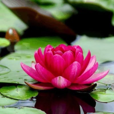 Life is a flower 🌹 Blossom it with love and care🥰🌹🌷