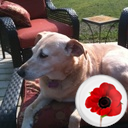 7-9 English Language Arts/ Social Studies Teacher, loves wine, golf, & puppies