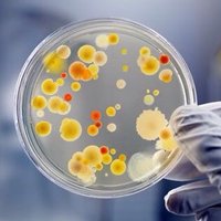 Noguchi Bacteriology (@noguchibact) 's Twitter Profile Photo Noguchi Bacteriology (@noguchibact) 's Twitter Profile Photo