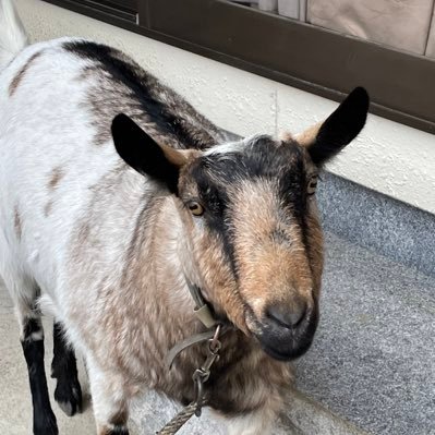 とからヤギ飼い🐐　気晴らしと健康のためたまに走ります。 気に入ると無言でフォローいいねします。お許しください。たまに返信するかもしれませんが気にしないでください。🏉ラグビー観戦もします。