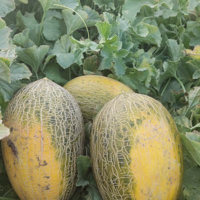 Campoes5's profile picture. Ing. Agrícola. Agricultor, extensivo e intensivo 🌾🌻🍈🍉