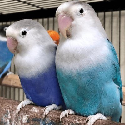 Quaker Parrots for Sale Near Me 
https://t.co/pFVxEURjWS United States