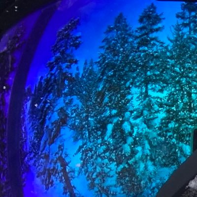 backdownbear's profile picture. 