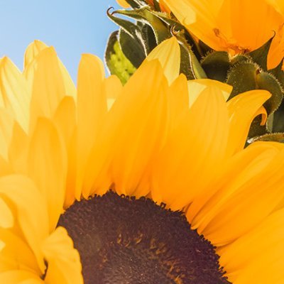 DikiiSonyashnik's profile picture. 