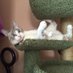 Sassy's Cats (@sassysuzycats) Twitter profile photo Sassy's Cats (@sassysuzycats) Twitter profile photo