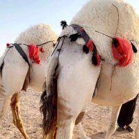بن سقيان (@v867c) 's Twitter Profile