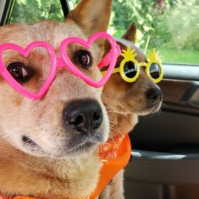 We are half brother & sister red heelers from Dallas, TX. Now happily living in the PNW. We may be dogs but we know right from wrong. #rightfromwrong