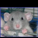 ian barratt - @mrmarigold1 - Twitter