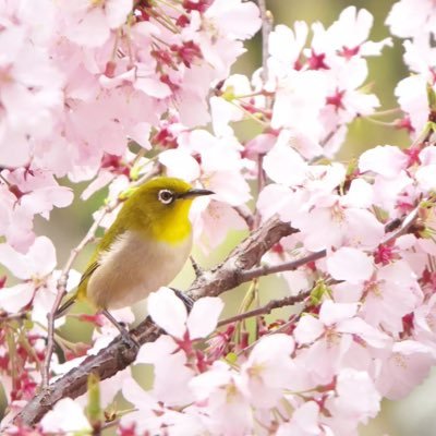 kabushirouto's profile picture. 40代で株式投資始めましたが、NISAを利用するも制度を理解せぬまま運用せずに放置。一度諦めてましたが、やっぱり投資の必要性を感じ、皆さんからの情報を参考にさせてもらいながら長期投資に関心を持って運用を始めました。無言のフォローやリポストすみません🙇