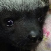 °•🍯별을 흔들며 (Beebs Kimichi)🍯•°さんのプロフィール画像