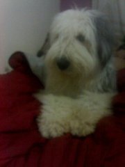 gabrielbobtail's profile picture. 