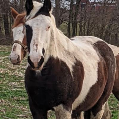 LouisTennis2's profile picture. Ride a good horse
Ultra Mega