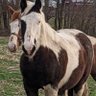 LouisTennis2's profile picture. Ride a good horse
Ultra Mega