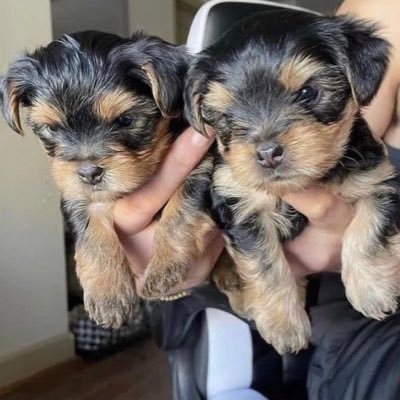 Yorkies puppies for sale Delivery available