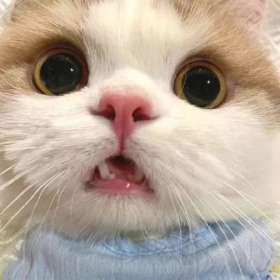 🐱oO温查帕🖤💙杰卡潘Oo🐾