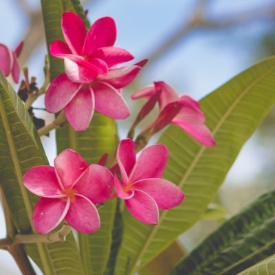 diane_tsr's profile picture. 🌍 👩🏻‍💻🌱 🌊 🇪🇺 🇫🇷